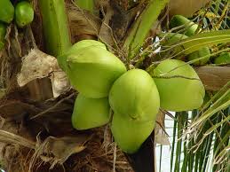 manfaat air kelapa