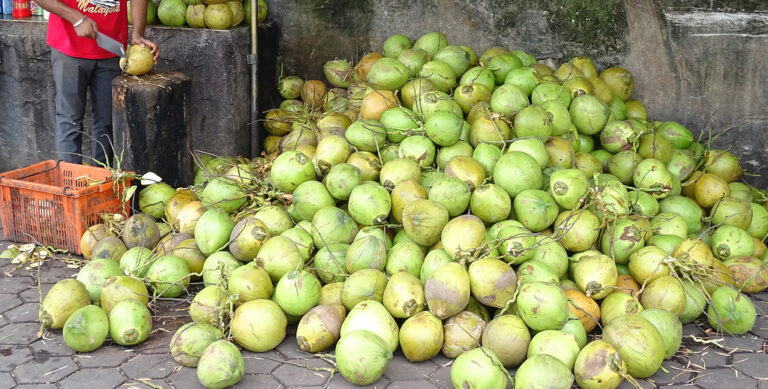 Keuntungan Usaha Santan Kelapa