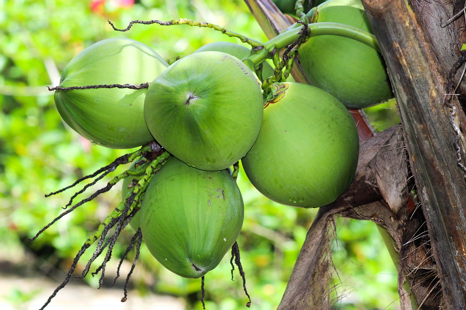 ide jualan olahan kelapa