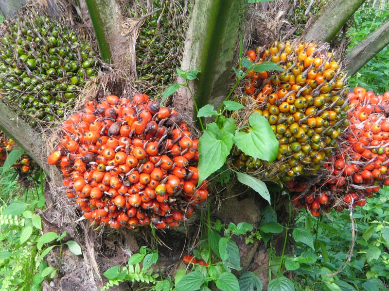 Bisnis Kelapa Sawit