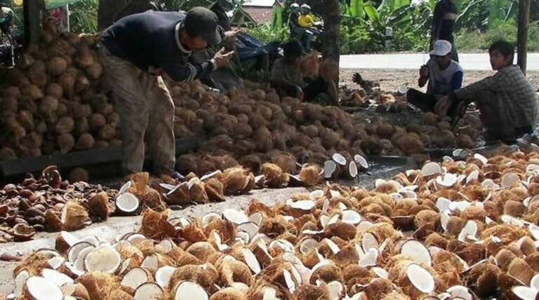 jenis usaha kelapa tua