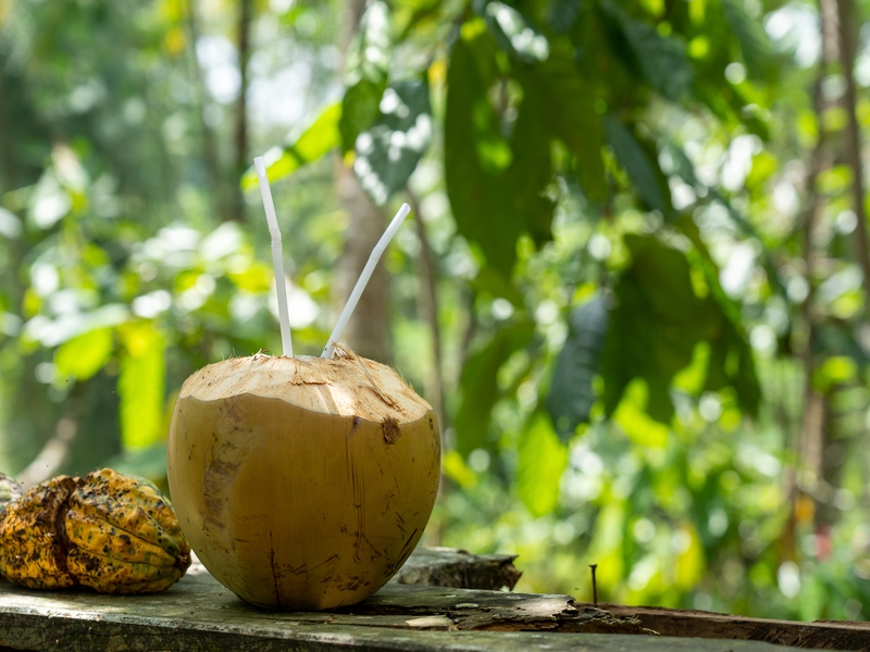 manfaat kelapa