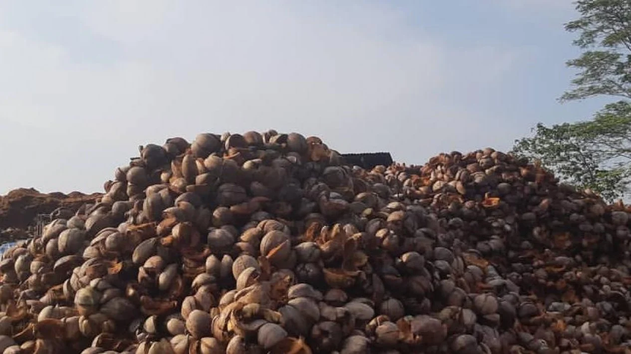 jumlah limbah sabut kelapa di indonesia 3