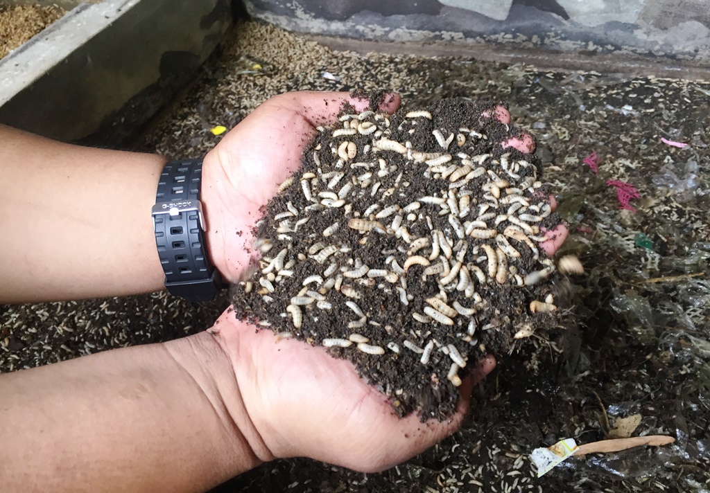 ternak maggot terdekat