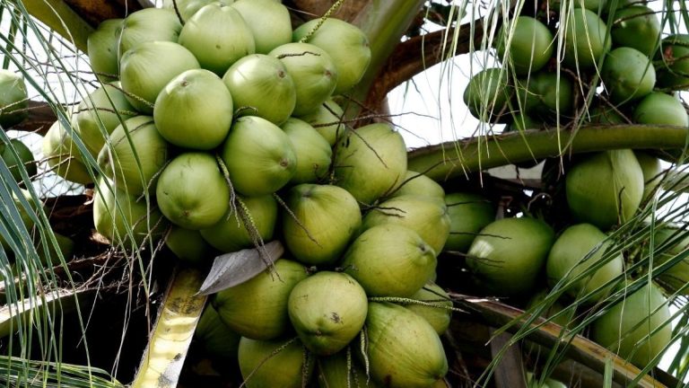 peluang bisnis kelapa
