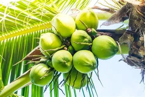 jenis jenis kelapa
