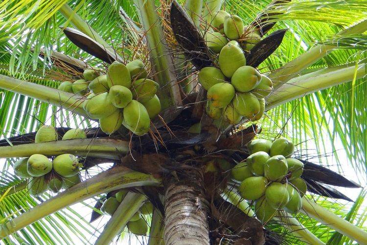 jenis kelapa hibrida
