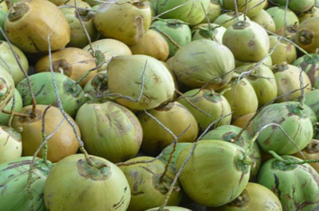 jenis kelapa dalam